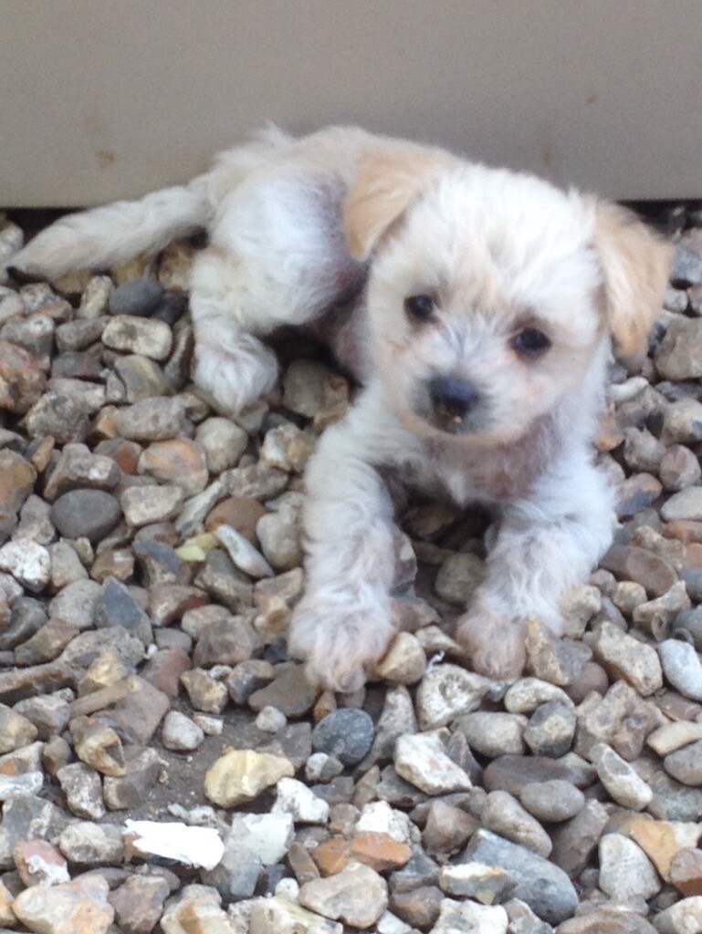 chinese crested gumtree